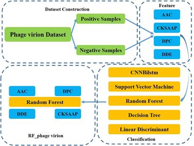 RF_phage virion: Classification of phage virion proteins with a random forest model